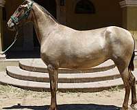 caballos-andalusian-horse
