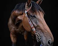 ottb-thoroughbred-horse