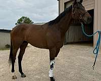 thoroughbred-horse
