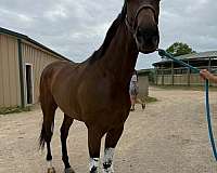 gelding-thoroughbred-horse