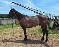 grulla-ste-horse