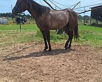 no-markings-horse