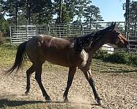 bay-roan-none-horse