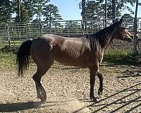 none-horse