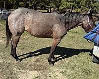all-around-quarter-horse