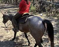 athletic-quarter-horse
