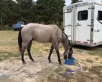barrel-quarter-horse