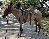 barrel-racing-quarter-horse
