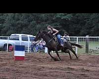 dark-bay-horse