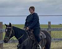 bay-dark-horse