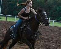 barrel-horse-appendix