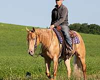 beginner-quarter-horse