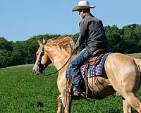 lesson-quarter-horse