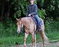 kid-safe-quarter-horse