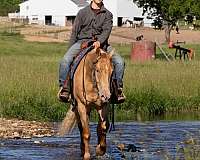 ranch-versatility-quarter-horse