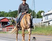 ranch-work-quarter-horse