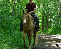 trail-quarter-horse