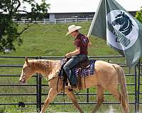 trail-class-competition-quarter-horse