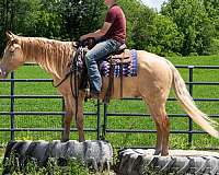 youth-quarter-horse
