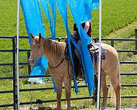 champagne-all-around-horse
