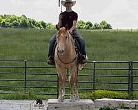 champagne-beginner-horse
