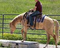 champagne-quarter-horse-gelding