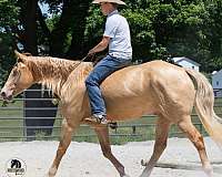champagne-kid-safe-horse