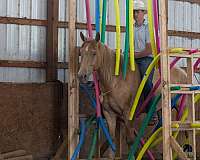 champagne-lesson-horse