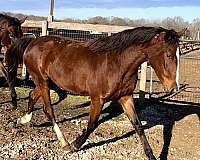 dressage-jumping-pony-warmblood-pony