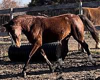rpsi-pony-warmblood-pony