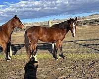 warmblood-mare