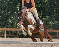 bay-overo-cross-pony