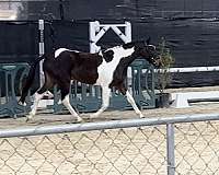 bay-overo-hunter-pony