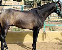 tampa-andalusian-horse