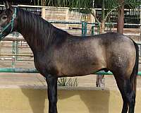 wellington-colt