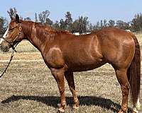 quarter-horse-gelding