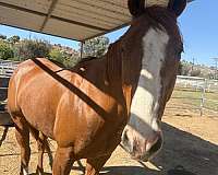 quarter-horse-for-sale