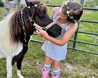 class-miniature-horse