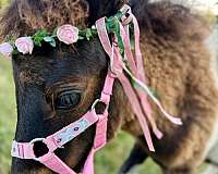 class-a-miniature-horse