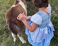 color-genetics-miniature-horse