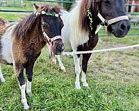 dreams-miniature-horse