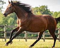 attitude-knabstrupper-horse