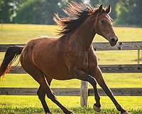 backed-knabstrupper-horse
