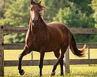 barn-knabstrupper-horse