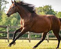 bay-knabstrupper-horse