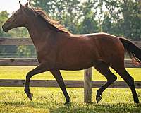 bloodlines-knabstrupper-horse