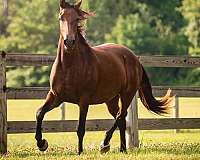 breeder-knabstrupper-horse