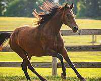 breeding-program-knabstrupper-horse