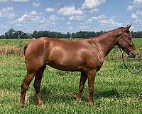 obstacle-mustang-horse