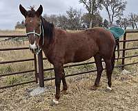 blaze-horse